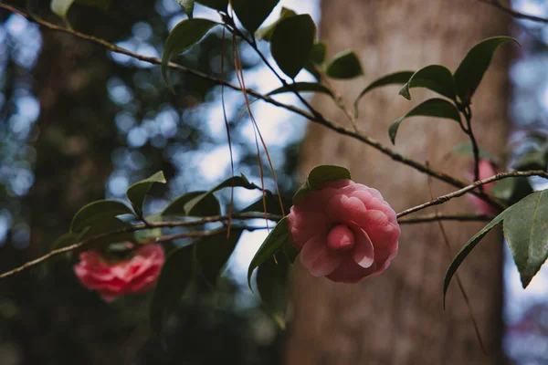 Rosa Camellia Blomma Blommar — Stockfoto