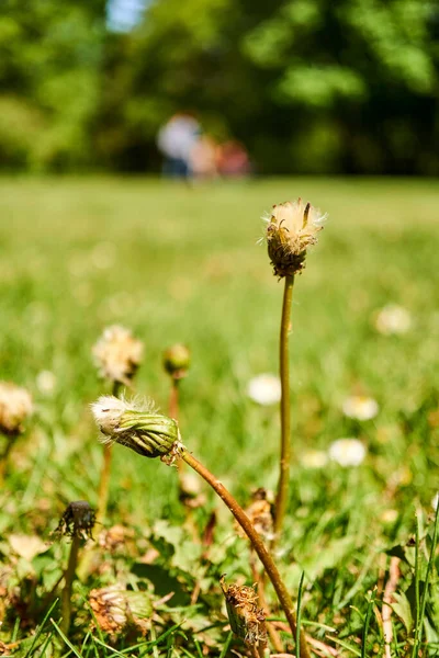 Field Dandelions Sun — Photo