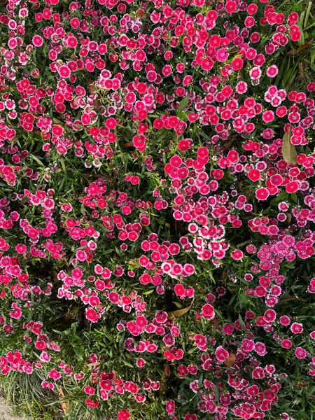 Vertical Top View Pink Sweet William Flowers Field — 스톡 사진