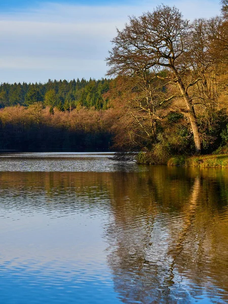 Vertikal Bild Träd Reflekteras Sjön Vid Shearwater — Stockfoto