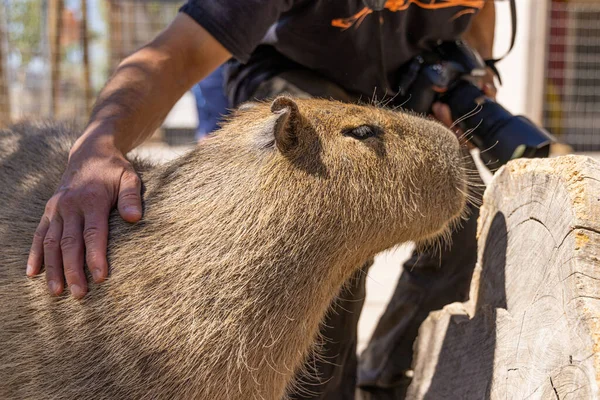 Capybara Hydrochoerus Hydrochaeris Dierentuin Arizona Verenigde Staten — Stockfoto