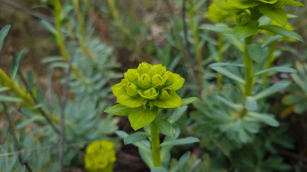 Closeup Euphorbia Palustris Flower — Stockfoto