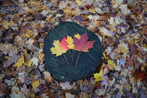 Closeup Colorful Maple Leaves Black Stump Autumn Foliage — Fotografia de Stock