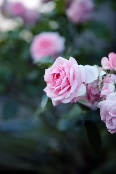 Selektiv Fokus Vacker Ljus Rosa Ros Trädgård Suddig Bakgrund — Stockfoto