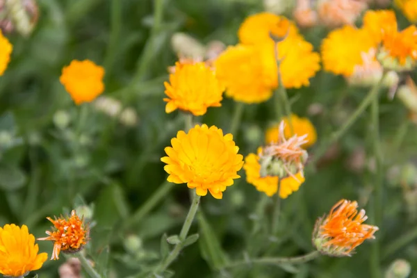 Orange Yellow Marigolds Planted Organic Garden — Stockfoto