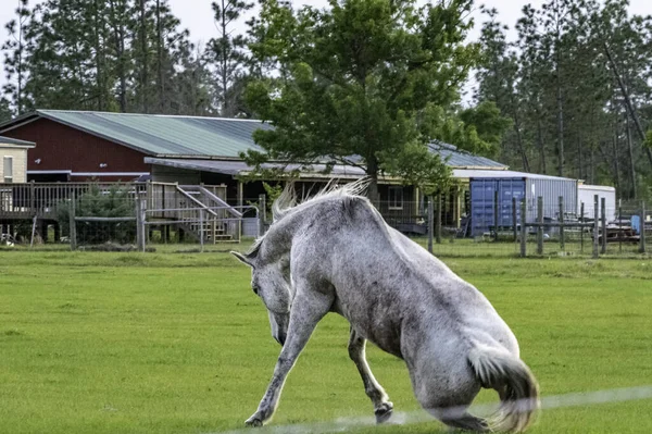 Criollo Horse Trying Stand Field Farm — Foto de Stock