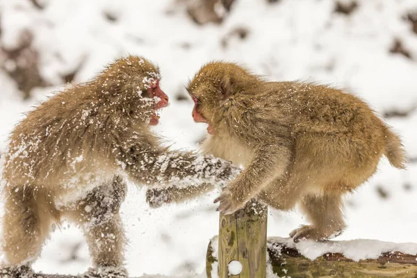 Selective Japanese Macaques Macaca Fuscata Snowy Area — Stock Photo, Image
