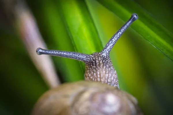 一只蜗牛在绿叶上的特写镜头 — 图库照片