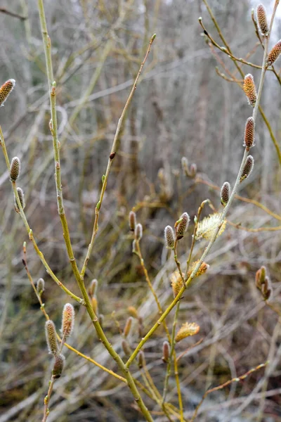Closeup Shot Natural Spring Buds Growing Blurred Background — Stockfoto