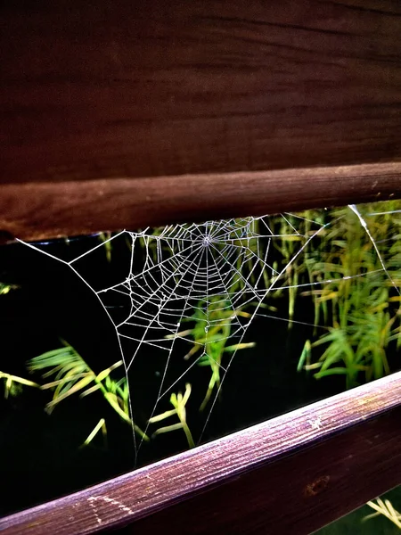 Vertical Shot Spiderweb Some Leaves Wooden Fence — kuvapankkivalokuva