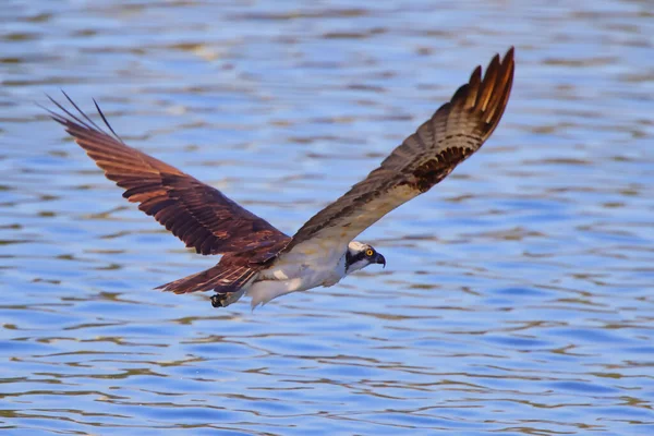 海の上を飛行中の獲物の鳥の選択的焦点ショット — ストック写真