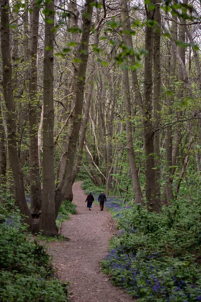 Вертикальный Снимок Людей Идущих Красивому Лесу Ипсвиче Великобритания — стоковое фото