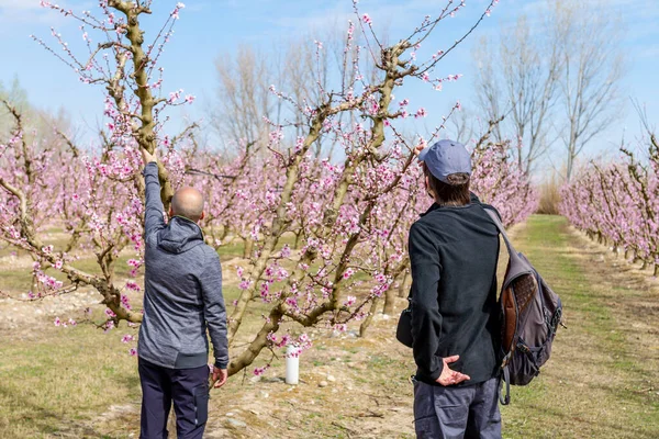 Zwei Jungen Mit Umgedrehtem Rücken Beobachten Blühende Pfirsichbäume Aitona Katalonien — Stockfoto