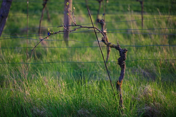 Kleine Groene Blaadjes Wijnstok Een Wazige Achtergrond Van Wijngaard — Stockfoto