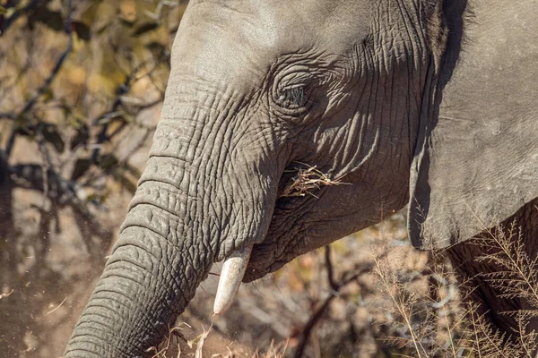 Nahaufnahme Eines Elefanten Der Safari — Stockfoto