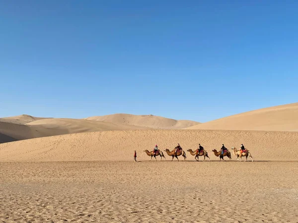 Caravan Camels People Walking Desert Clear Sky Background — Stockfoto