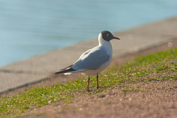 Nahaufnahme Einer Weißen Möwe Mit Braunem Gesicht Wassernähe — Stockfoto