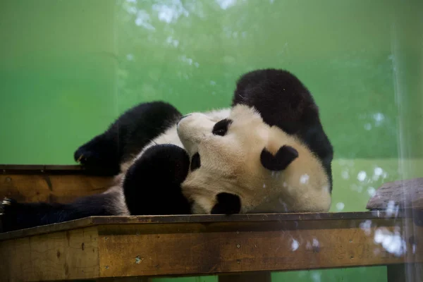 Closeup Giant Panda Ailuropoda Melanoleuca Resting Wooden Table — Foto de Stock
