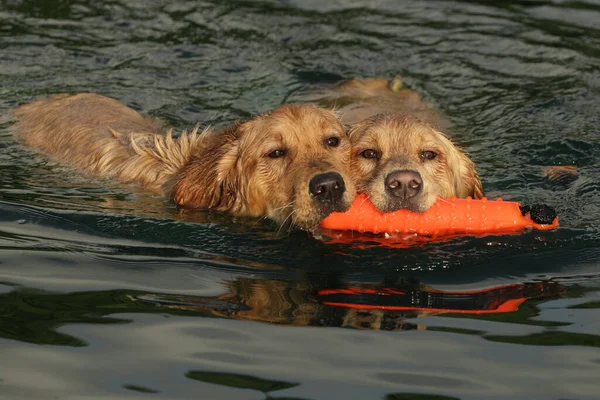 Closeup Shot Two Golden Retrievers Swimming Orange Floating Bumper Lake — Stock Photo, Image