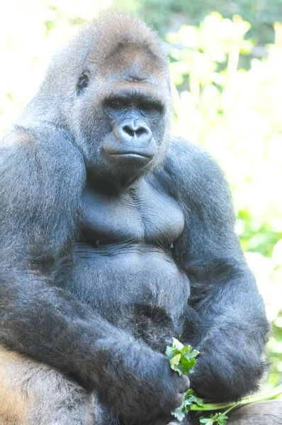 Strong Adult Black Gorilla Green Floor — Stock Photo, Image