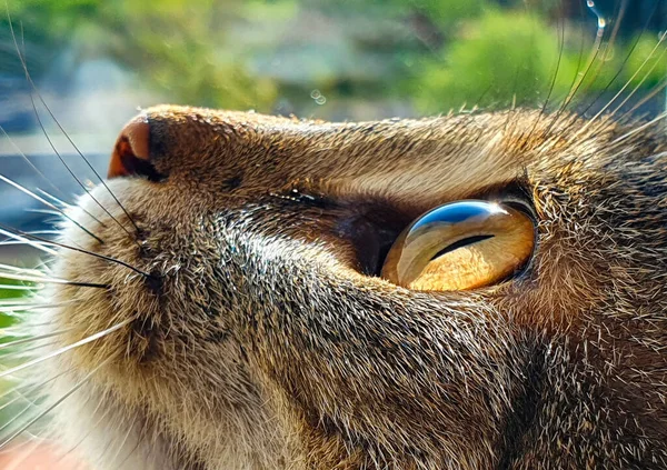 Close Portrait Cat Macro Eye — Stock Fotó