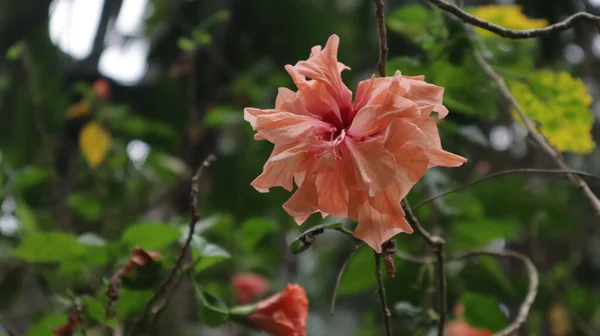 Closeup Orange Hibiscus Flower Garden — Stockfoto