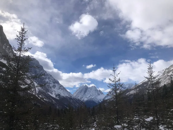 Beautiful Shot Treetops Background Mountains Covered Snow Cloudy Sky — Fotografia de Stock