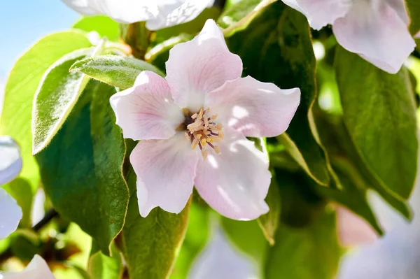 Крупный План Цветка Айвы Cydonia Oblong Семейства Rosaceae Белыми Розовыми — стоковое фото