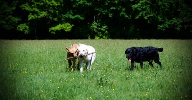 Adorable dogs playing around in a green park