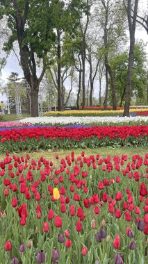 Emirgan Grove, İstanbul, Türkiye 'de düzenlenen lale Festivali sırasında lale çiçeklerinin dikey çekimi