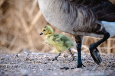 A selective focus shot of gosling and Canada goose feet