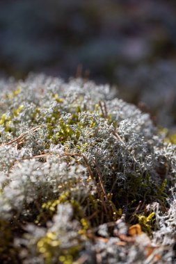A vertical shot of reindeer moss on the ground against a blurred background
