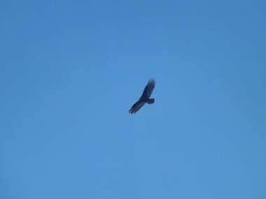 A closeup of a Greater spotted eagle in a flight