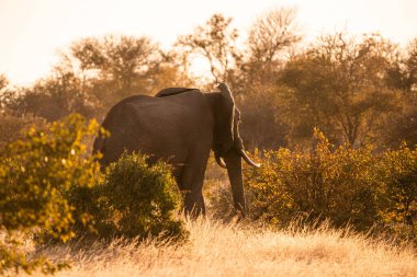 A closeup of an elephant in the safari at sunset