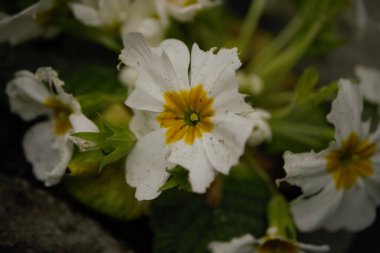 A shallow focus shot of blossom Primrose flower in the garden