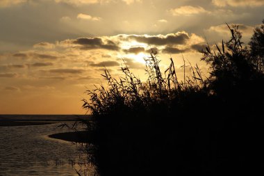 A sunset on the shore of the lake with wind playing with bamboo plants