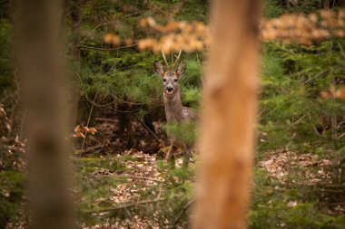 Ormandaki bir ren geyiğinin yakın plan fotoğrafı.