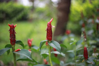 A closeup of Costus growing in a garden on a sunny day