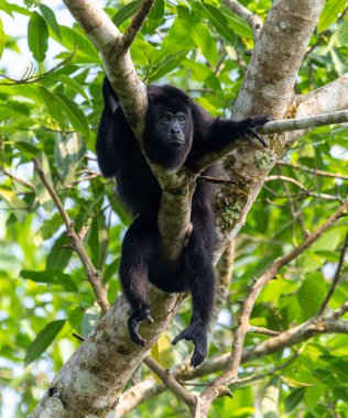 A vertical shot of a howler monkey resting on a tree