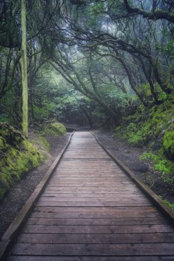 A vertical shot of a wooden pathway through the trees in Garajonay National Park, Canary Islands
