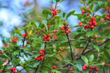 A closeup shot of a holly bush with red berries