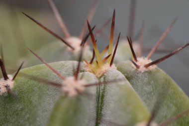A macro shot of cactus plant sharp ends