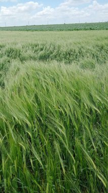 A vertical shot of a green field of wheat waving in the wind during a springtime