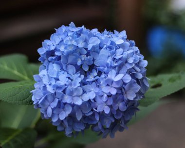 A closeup shot of a hydrangea on the blurry background