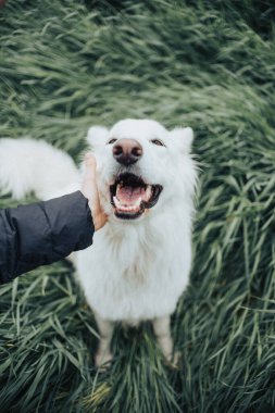 A vertical closeup of the owner petting her white Swiss shepherd dog.