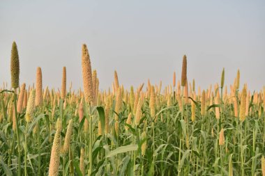 A Picture of Millet farm  in India against Sky. Millets and corn are grown in most part of India