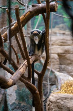 Boston Massachusetts 'teki Franklin Park Hayvanat Bahçesi' nde bir maymun var.
