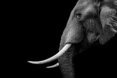 A grayscale shot of a side profile portrait of an elephant on a black background