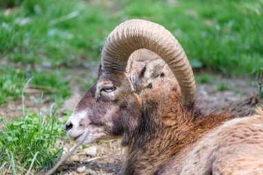A closeup of a European mouflon lying on the ground in Haag zoo