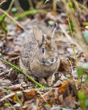 A vertical shot of a Japanese hare in a park